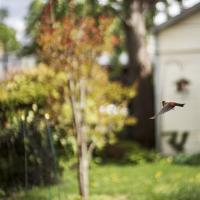 Bird flying in a home's backyard